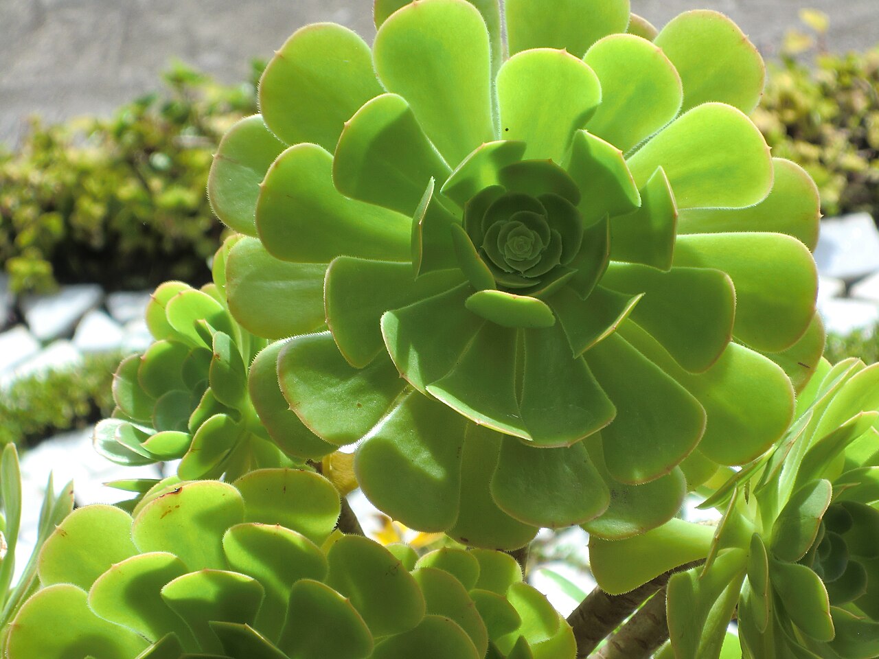 Aeonium Urbicum: Um Guia Completo