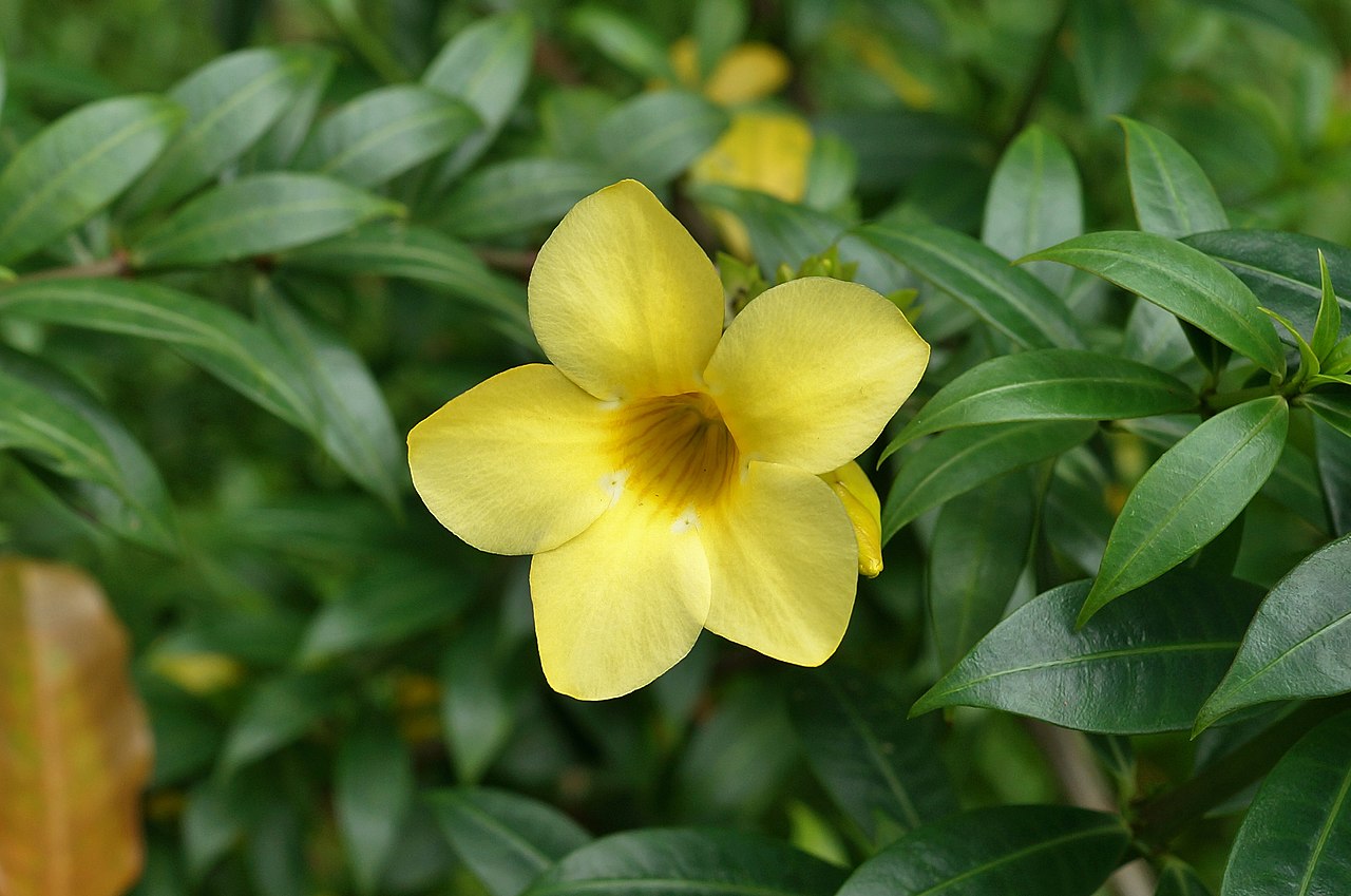 Allamanda Cathartica Um Guia Completo Desta Planta