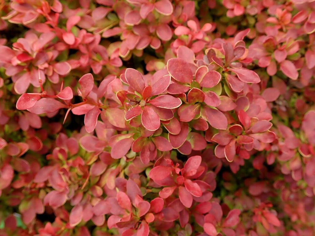 Berberis Thunbergii Um Guia Completo Desta Planta