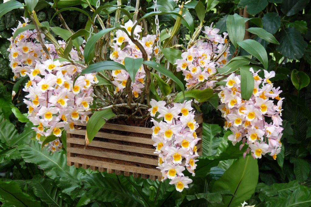 Dendrobium Farmeri: Um Guia Completo Desta Planta