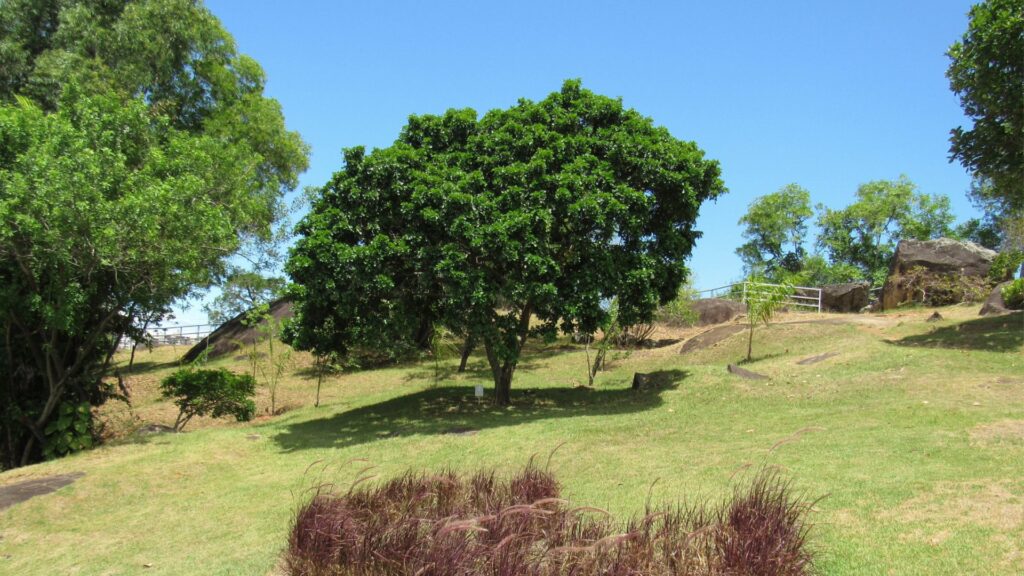 Pau Brasil: Guia Completo