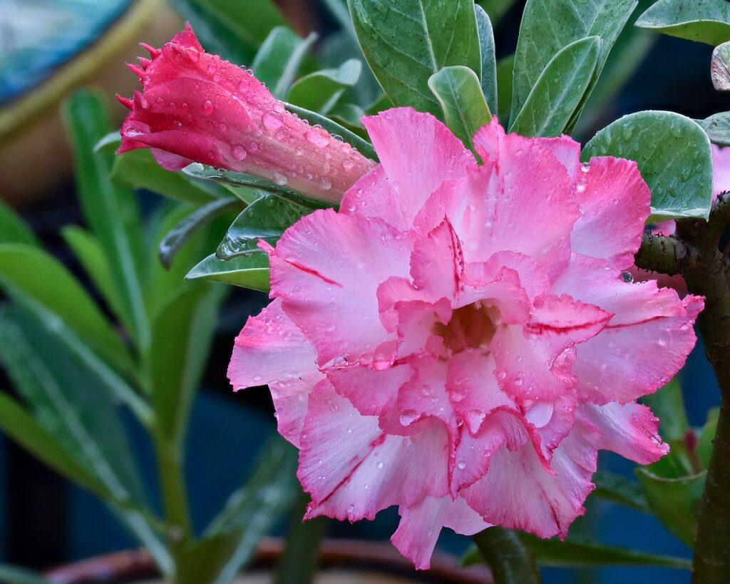Rosa do Deserto Dobrada Um Guia Completo