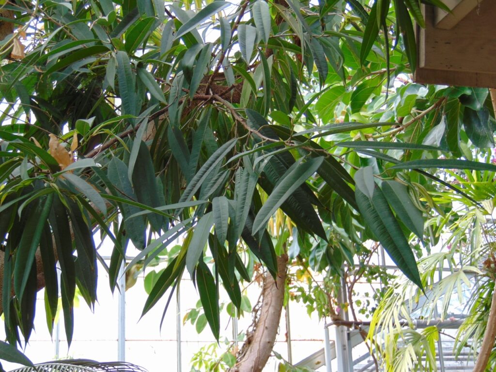 Ficus Binnendijkii Um Guia Desta Planta