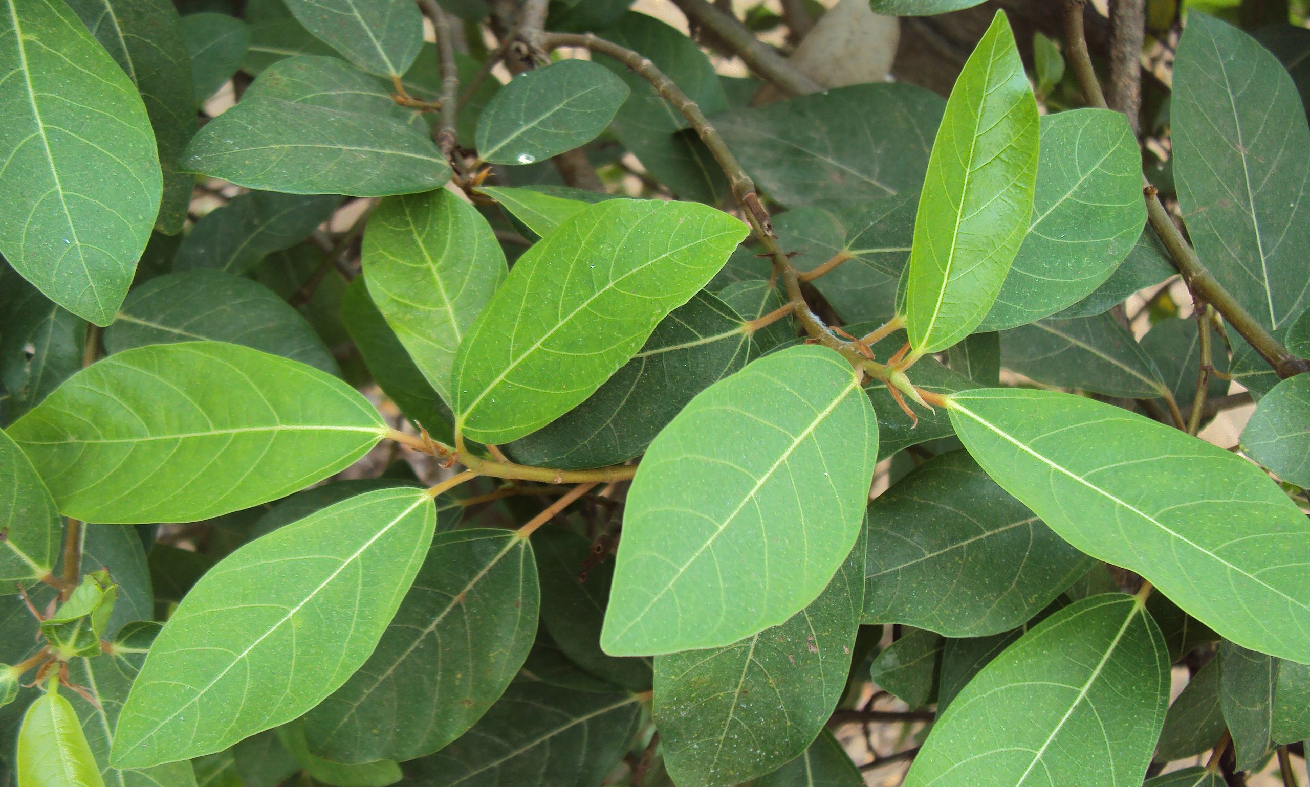 Ficus Racemosa Um Guia Completo Desta Planta - Guia das Suculentas