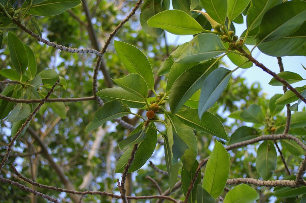 Ficus Rubiginosa Um Guia Desta Planta