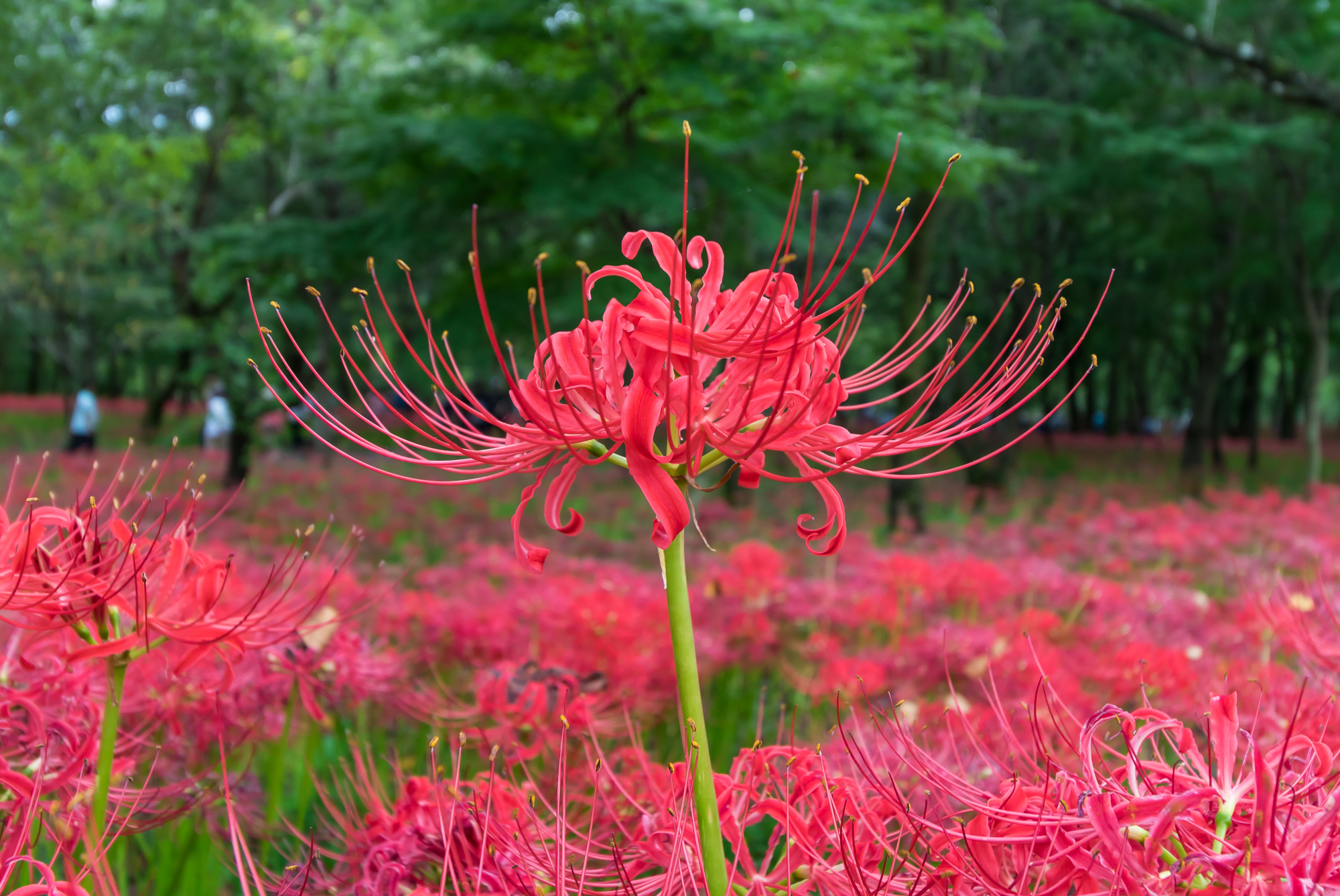 Lycoris Radiata: Um Guia Passo a Passo Desta Planta