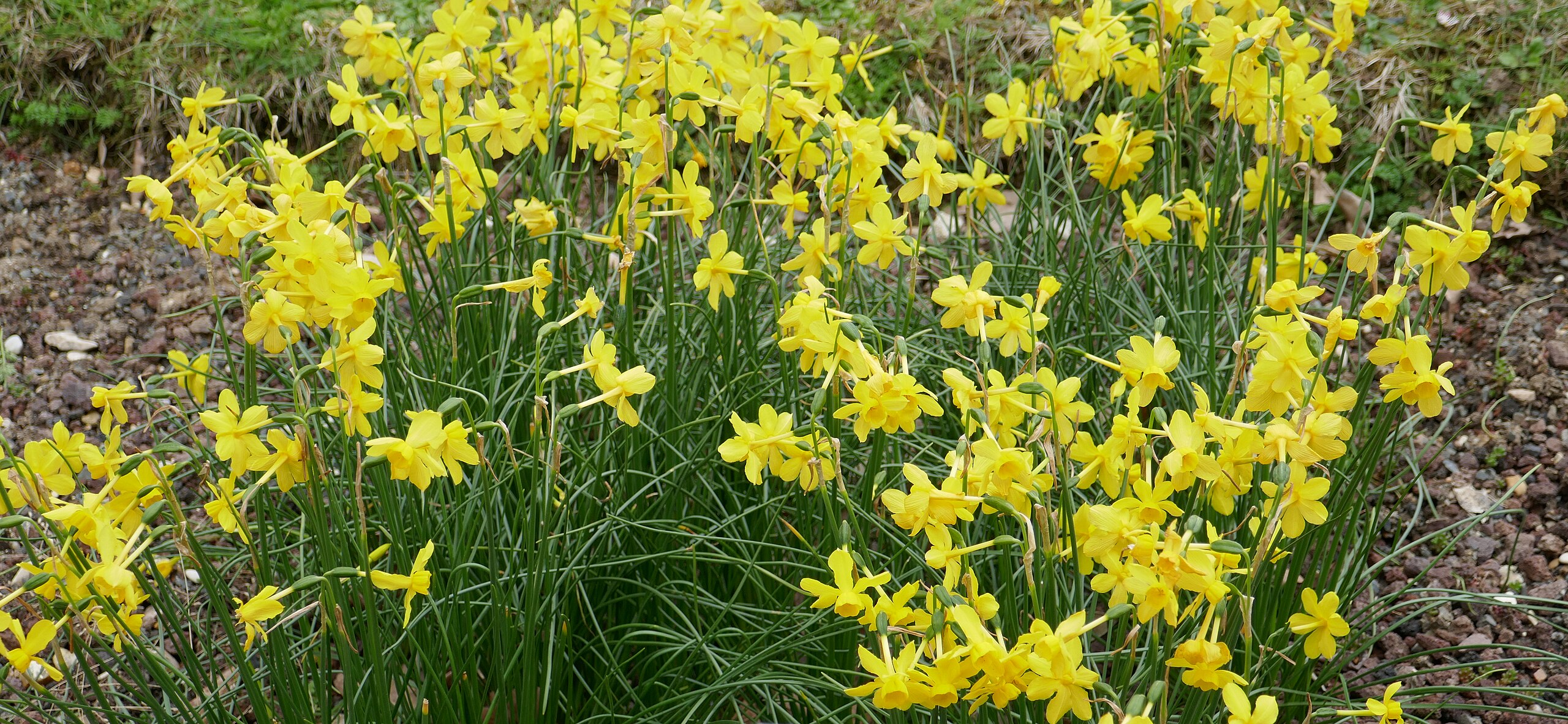 Narcissus Jonquilla Um Guia Completo Desta Planta