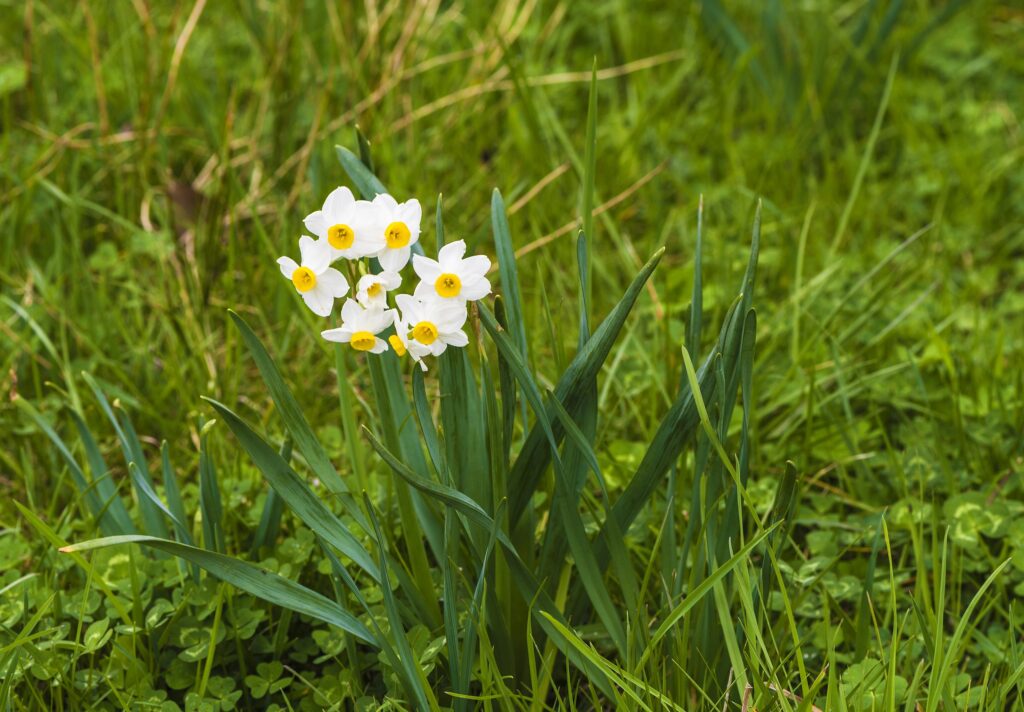 Narcissus Tazetta Um Guia Completo Desta Planta