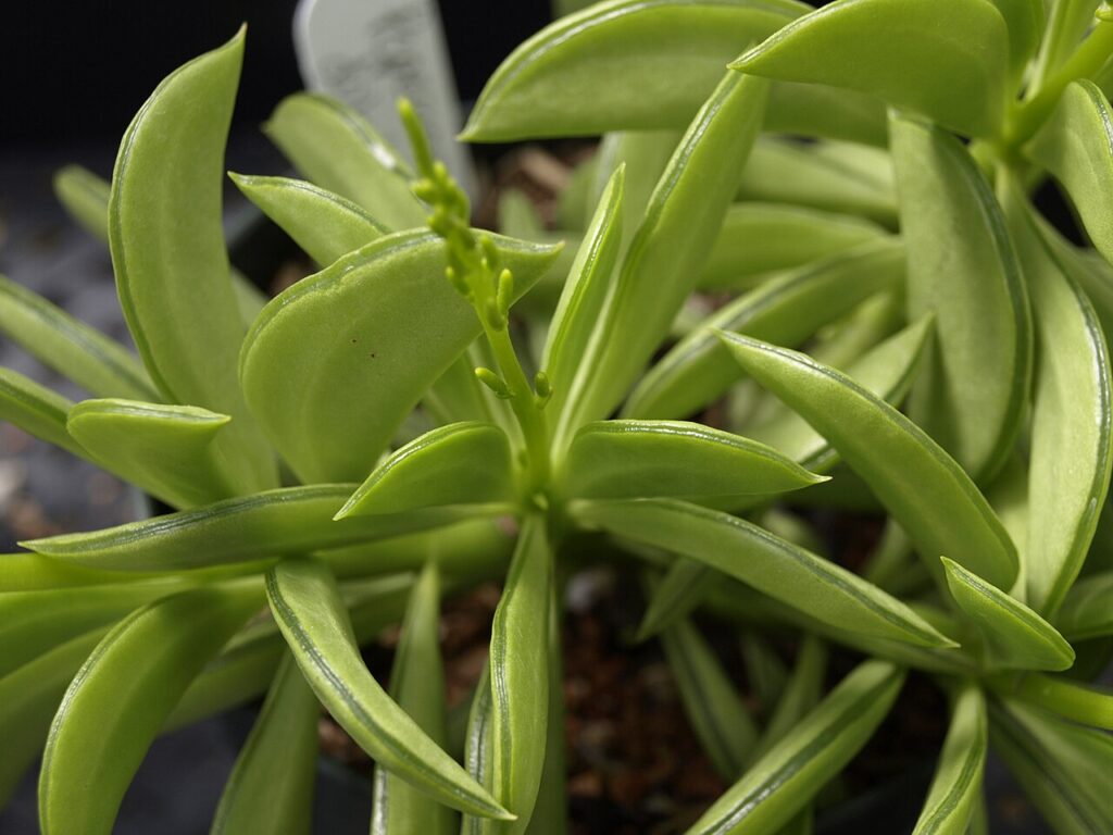 Peperomia Dolabriformis: Um Guia Desta Planta