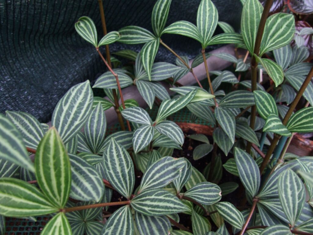 Peperomia Puteolata Um Guia Completo