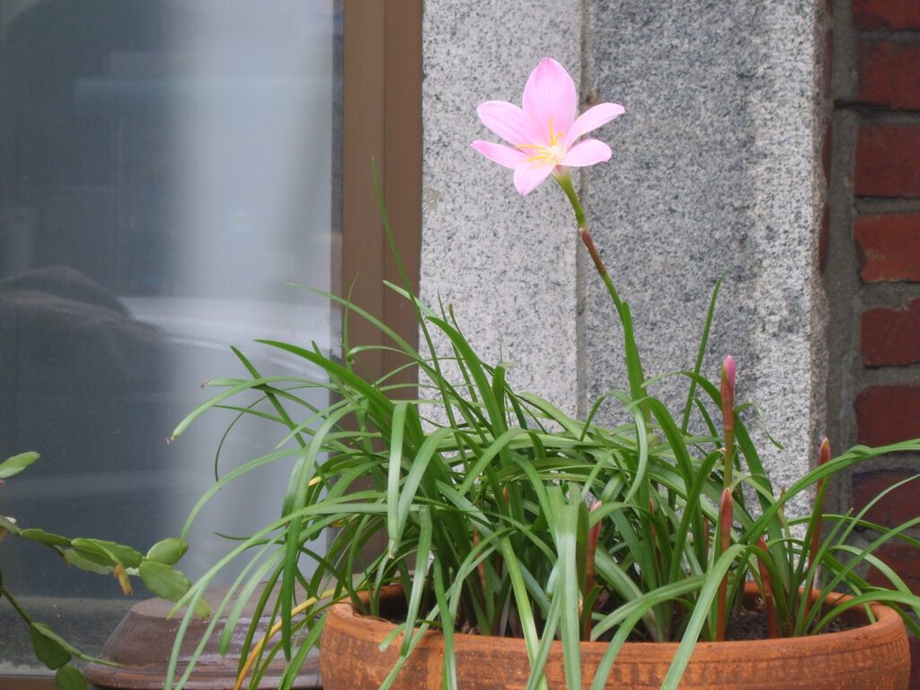 Zephyranthes Carinata Um Guia Completo Desta Planta