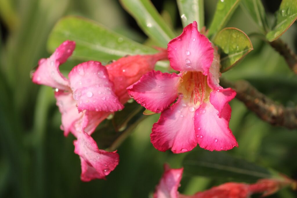 Como Plantar Rosa do Deserto no Chão