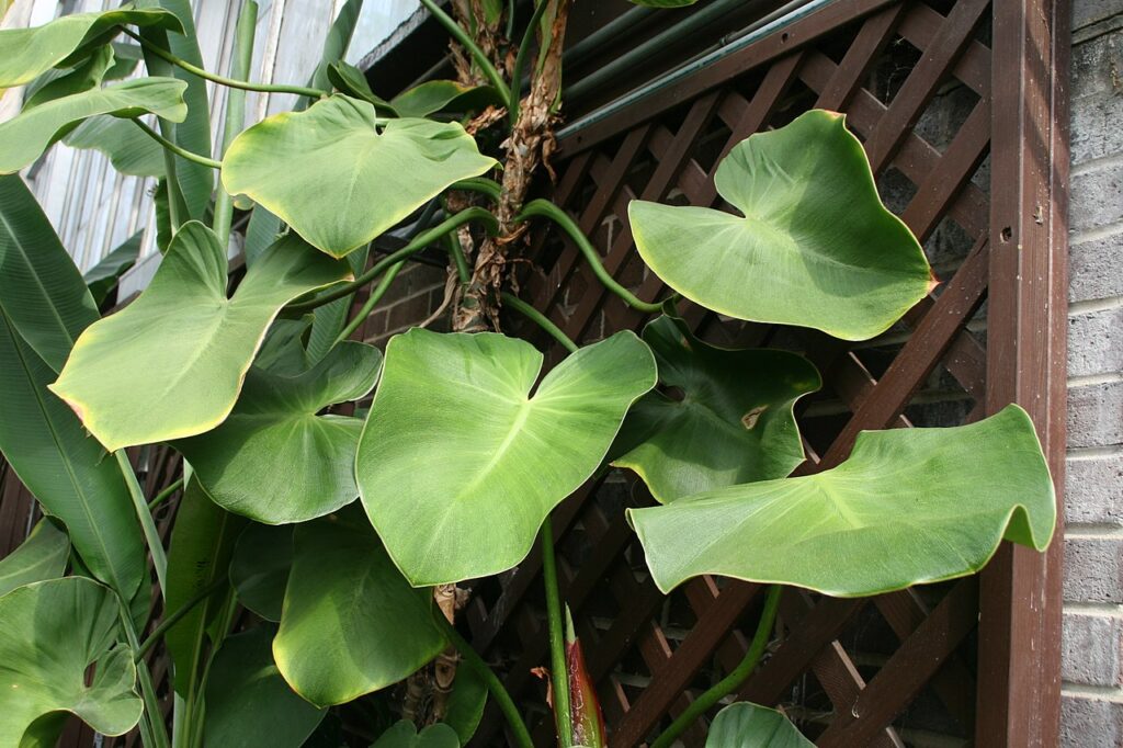 Philodendron Rugosum: Um Guia Completo Desta Planta