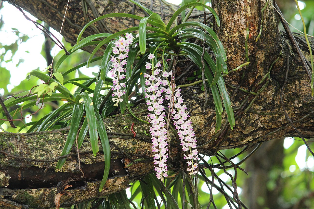 Rhynchostylis Retusa Um Guia Completo Desta Planta