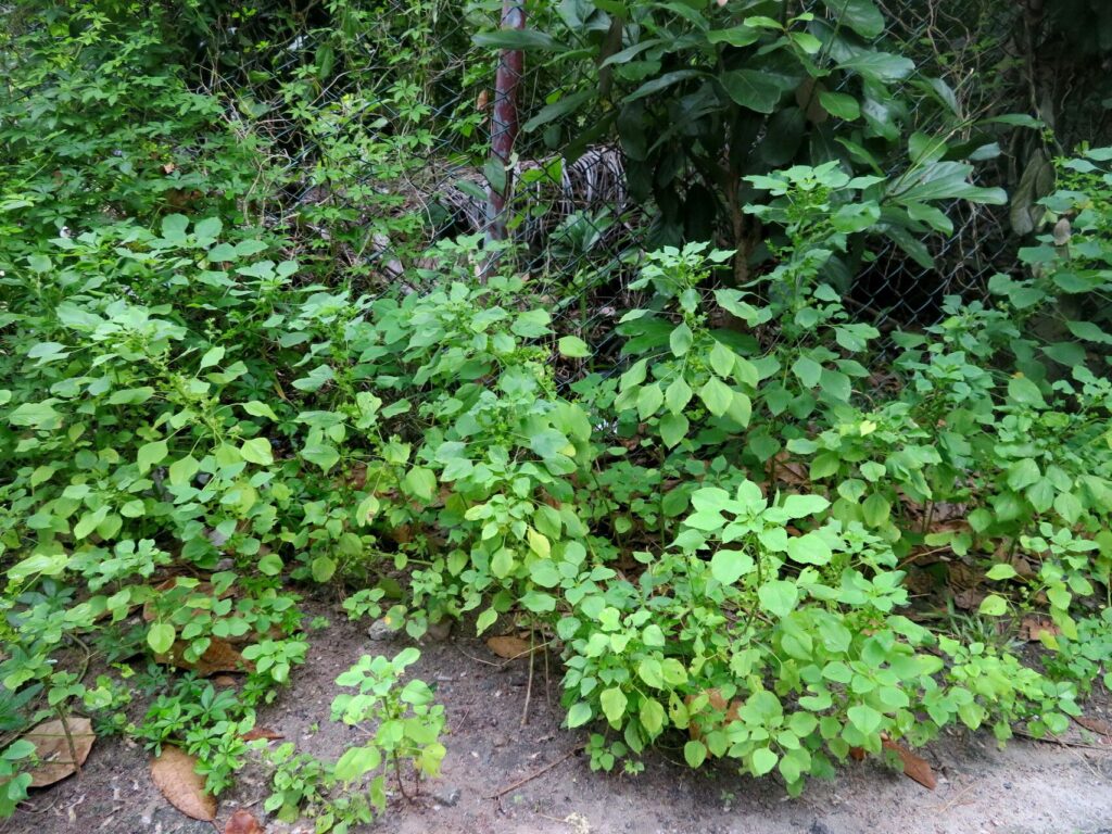 Acalypha Indica Saiba Tudo Sobre Essa Planta