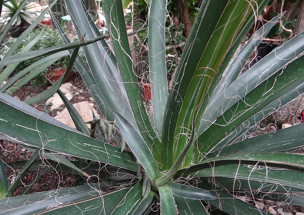 Agave Filifera Saiba Tudo Sobre Essa Planta