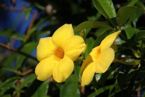 Alamanda Como Fazer Mudas