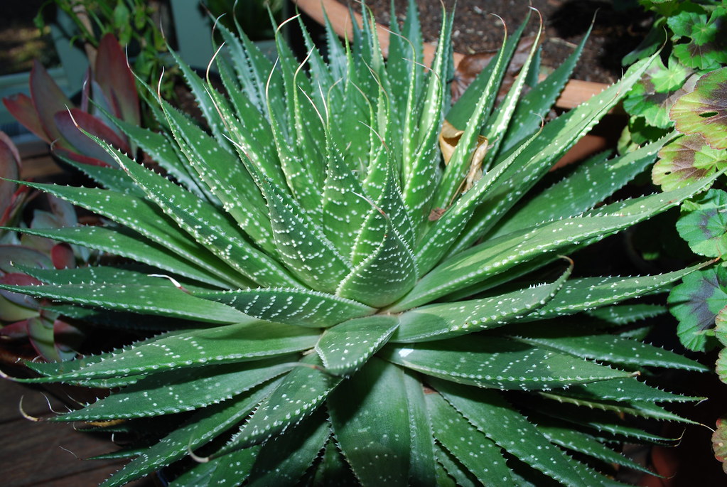 Aloe Aristata Como Fazer Mudas