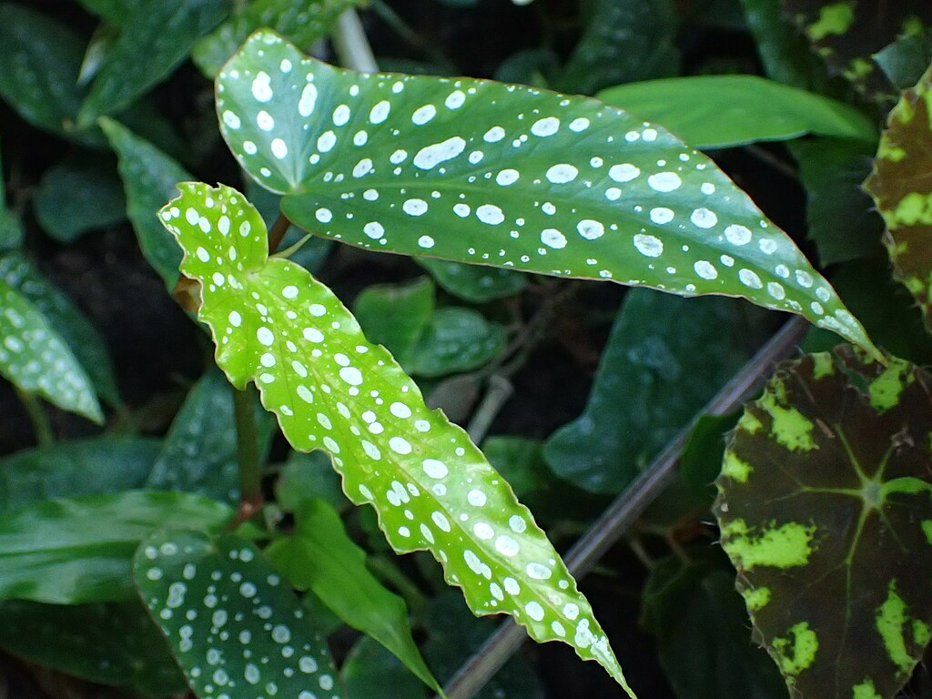 Begonia Maculata Como Fazer Muda