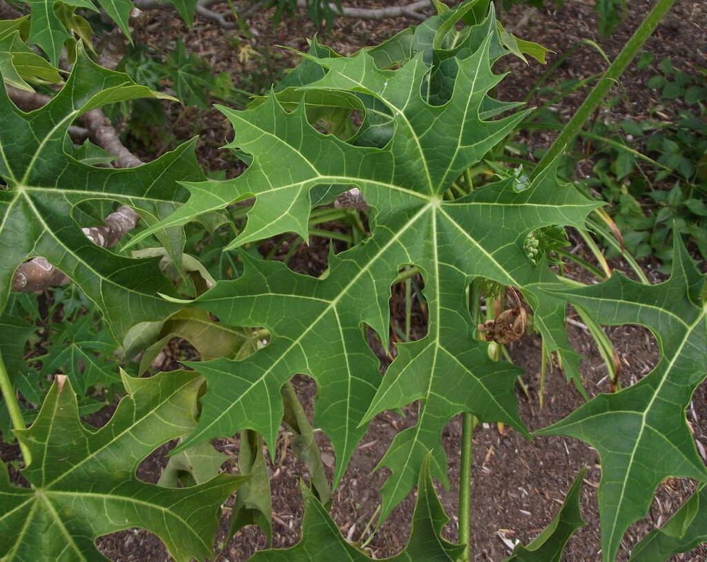 Cnidoscolus Aconitifolius Tudo Sobre Essa Planta