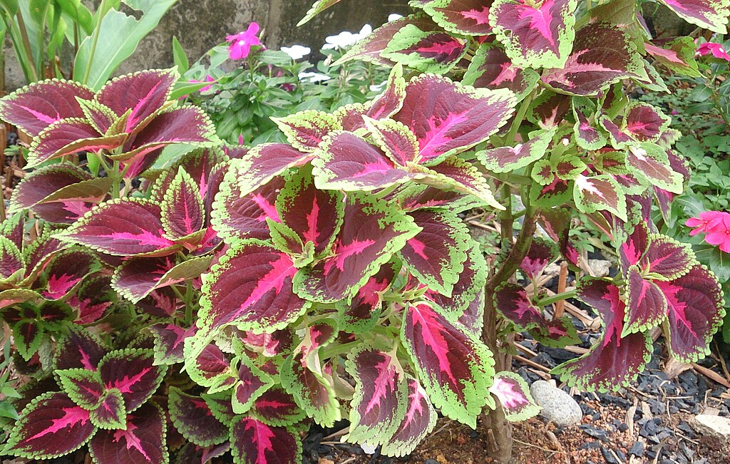 Coleus Como Fazer Mudas