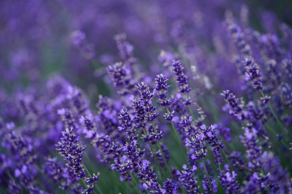 Como Podar a Lavanda em Vaso?