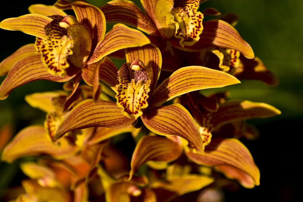 Como Podar as Orquídeas Um Guia Completo