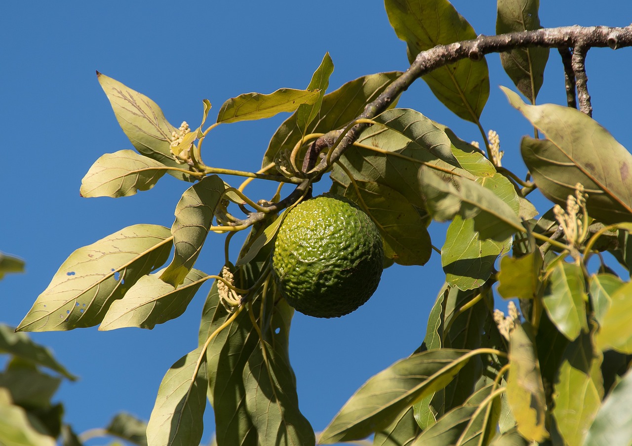 Como Podar um Abacateiro Muito Alto? Guia das Suculentas