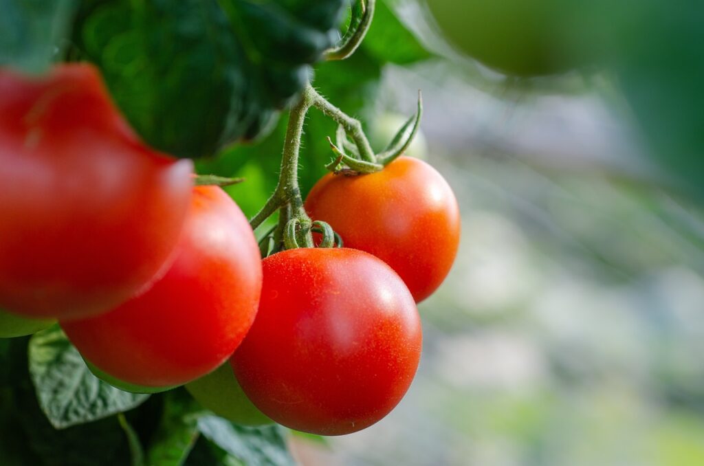 Curiosidades Sobre o Tomate