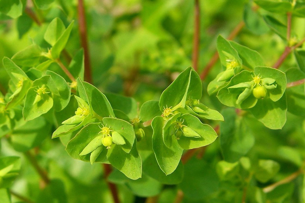 Euphorbia Peplus Um Guia Completo