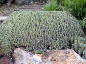 Euphorbia Resinifera Guia Completo Desta Planta