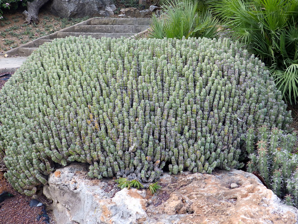 Euphorbia Resinifera Guia Completo Desta Planta