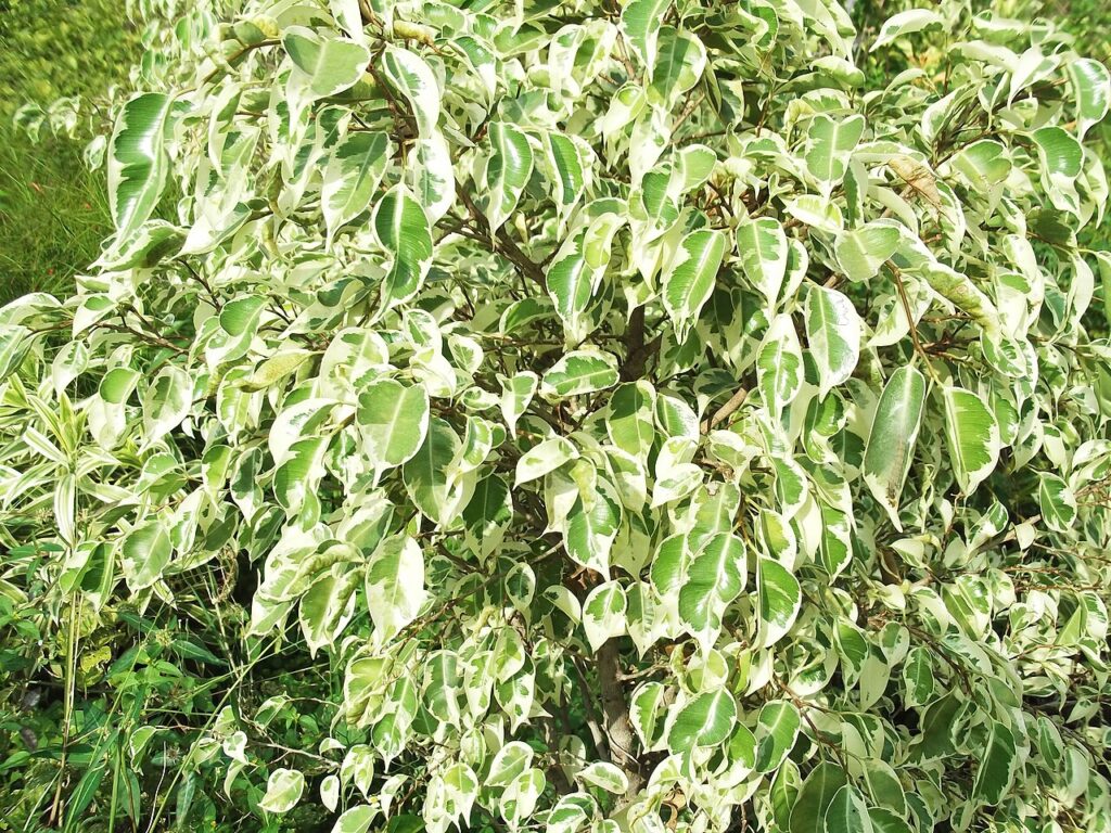 Ficus Benjamina Variegata Um Guia Desta Planta