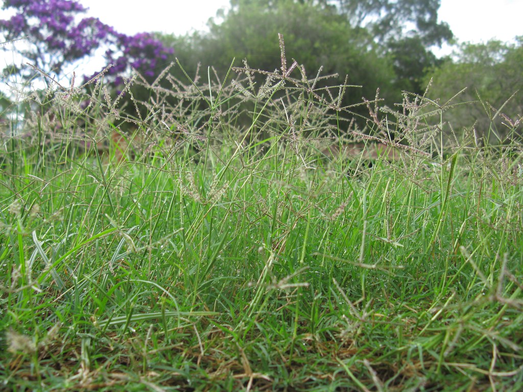 Grama Bermuda Tudo Sobre Essa Planta