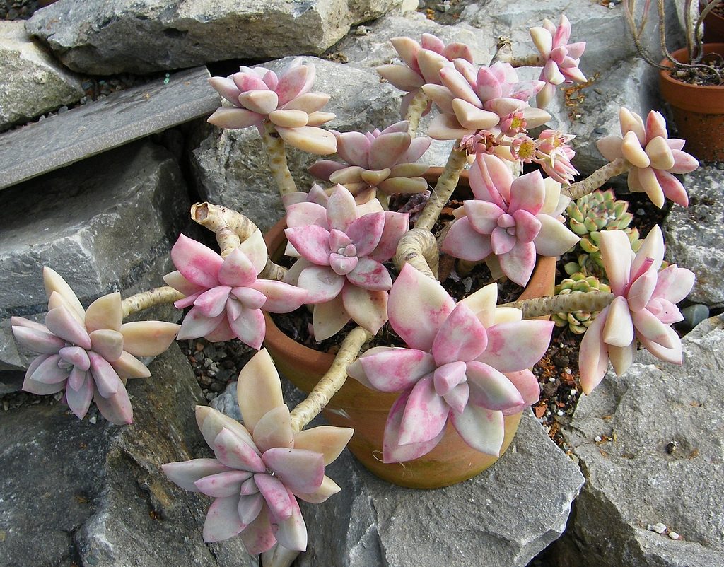 Graptopetalum Victor Kane Um Guia Completo