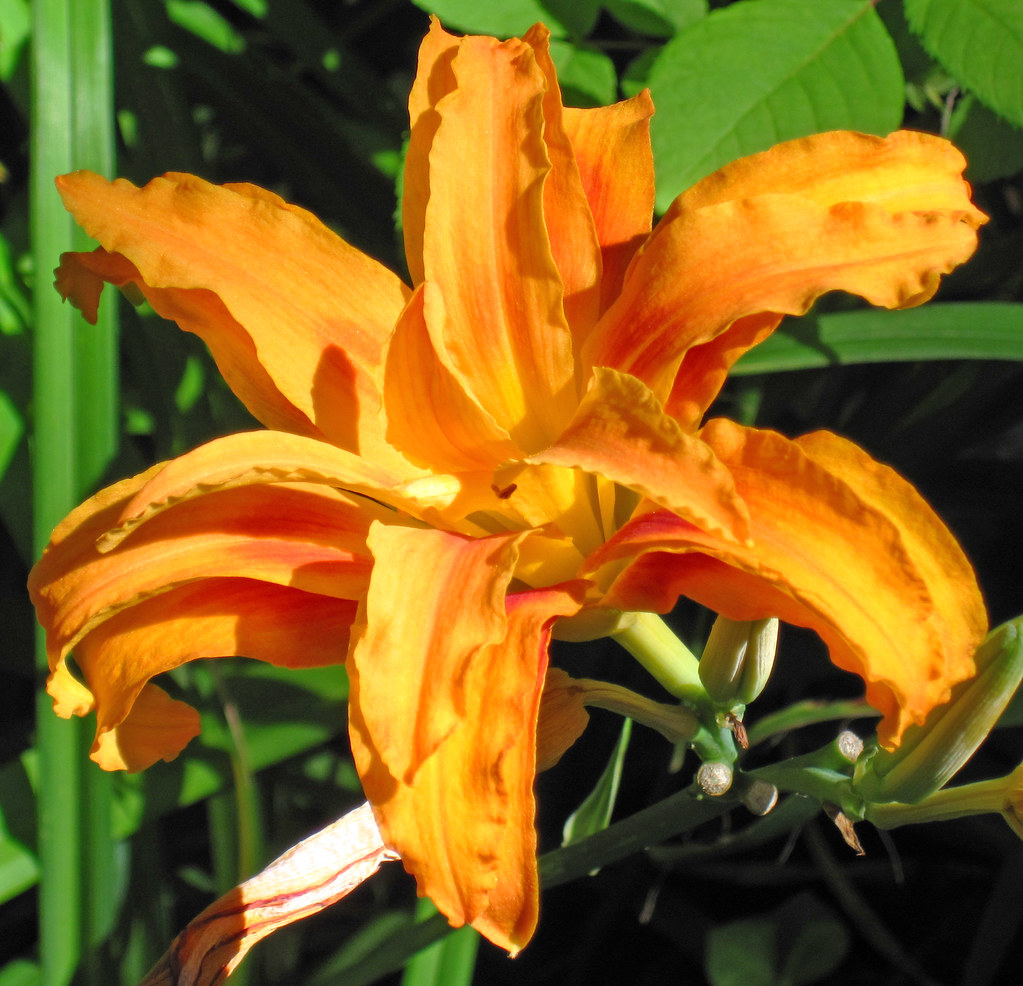 Hemerocallis Fulva Um Guia Completo Desta Planta