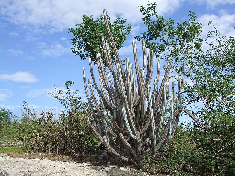 Pilosocereus Magnificus Tudo Sobre Esse Cacto