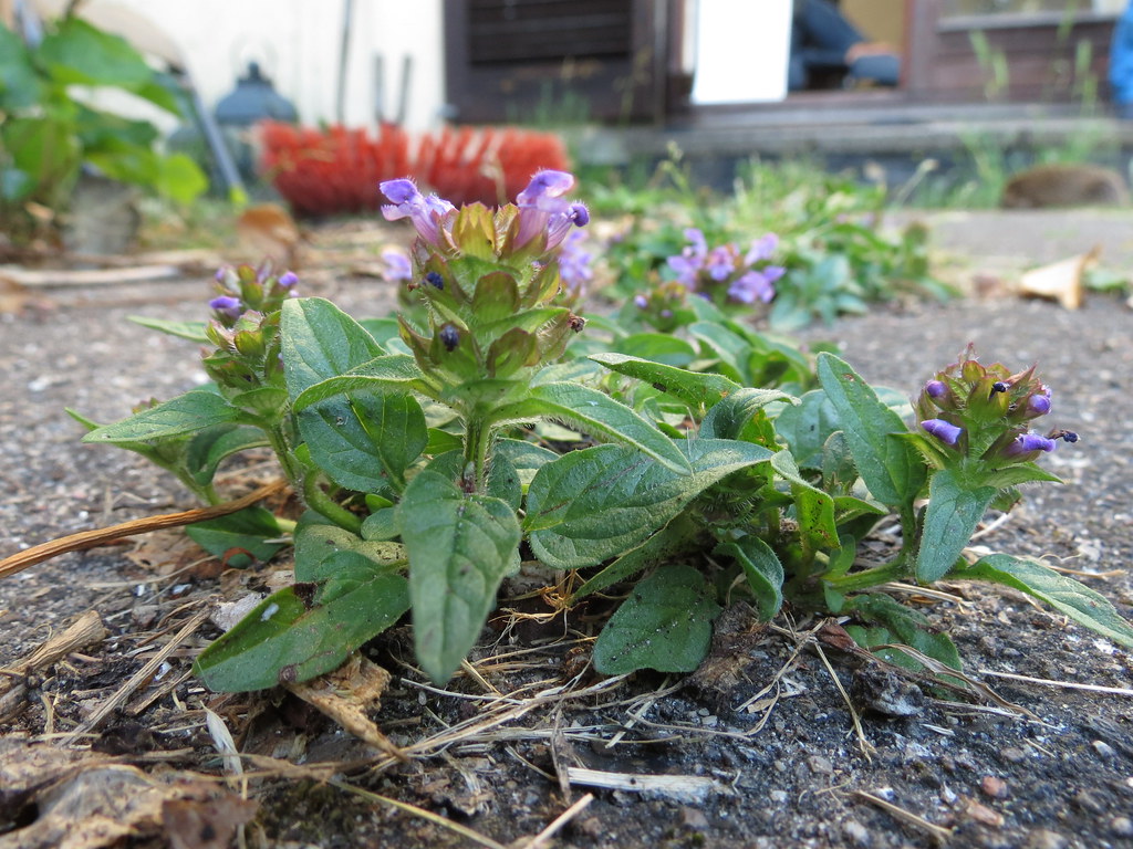 Prunella Vulgaris Tudo Sobre Essa Planta