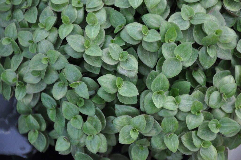 Qual é a Planta Dinheiro em Penca?