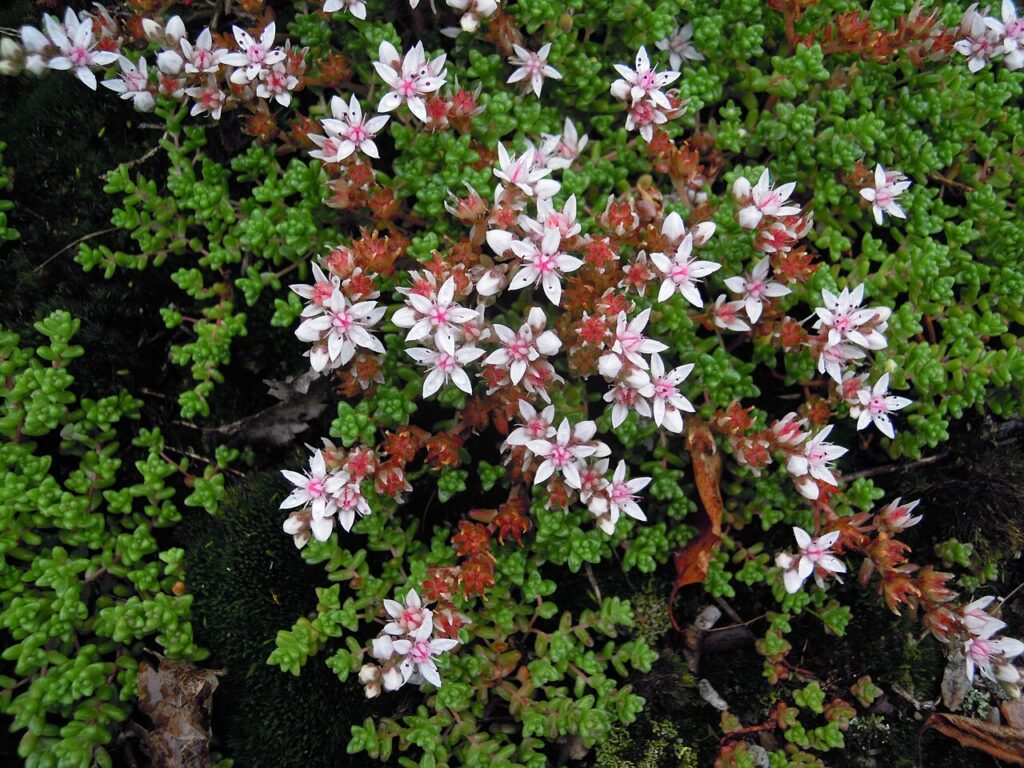 Sedum Anglicum Um Guia Completo Desta Planta