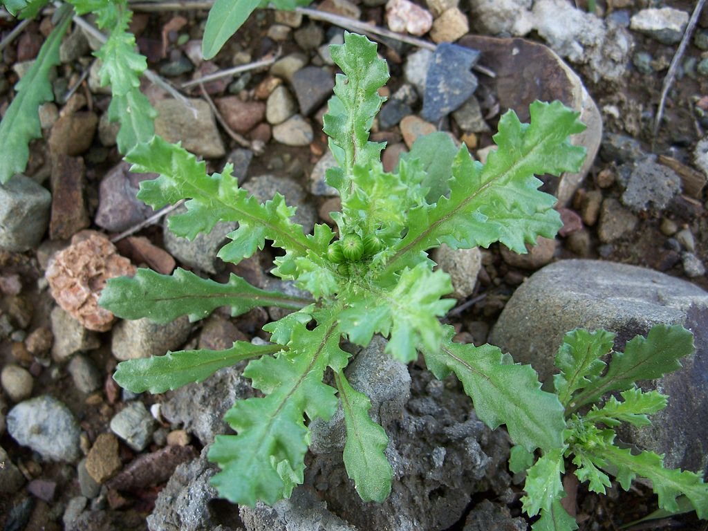 Senecio Vulgaris Guia Completo Desta Planta