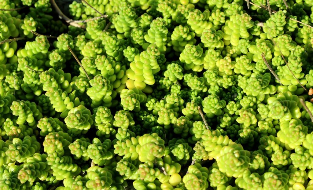 Suculentas Sedum Um Guia Completo