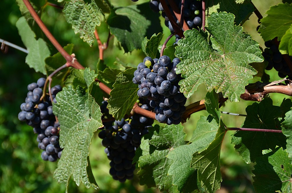 Vitis Vinifera Tudo Sobre Essa Planta