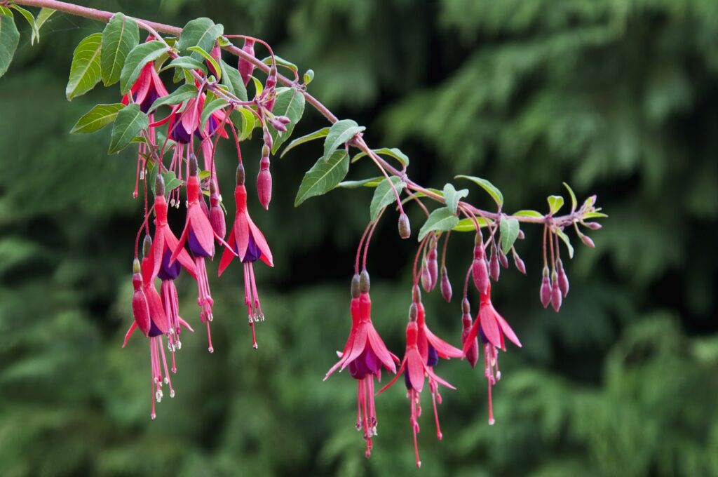 Plantas Pendentes com Flores