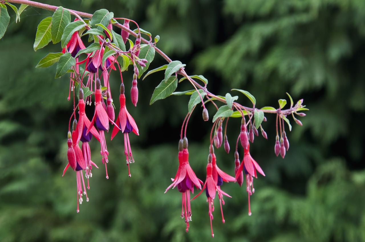 Plantas Pendentes com Flores