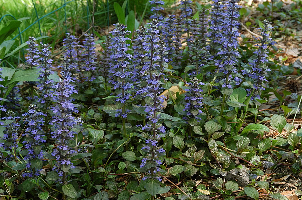 Ajuga Reptans Um Guia Completo Desta Planta