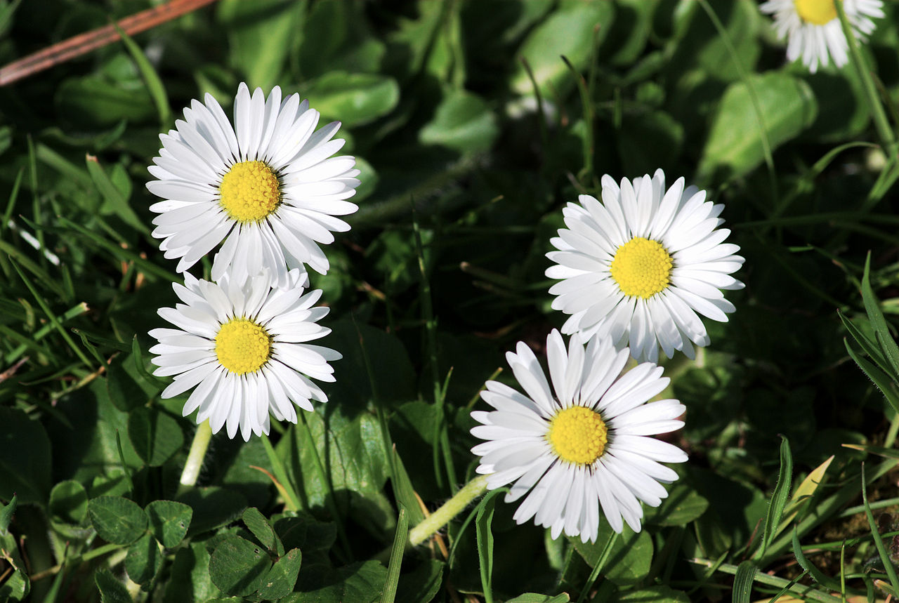 Bellis Perennis Um Guia Completo