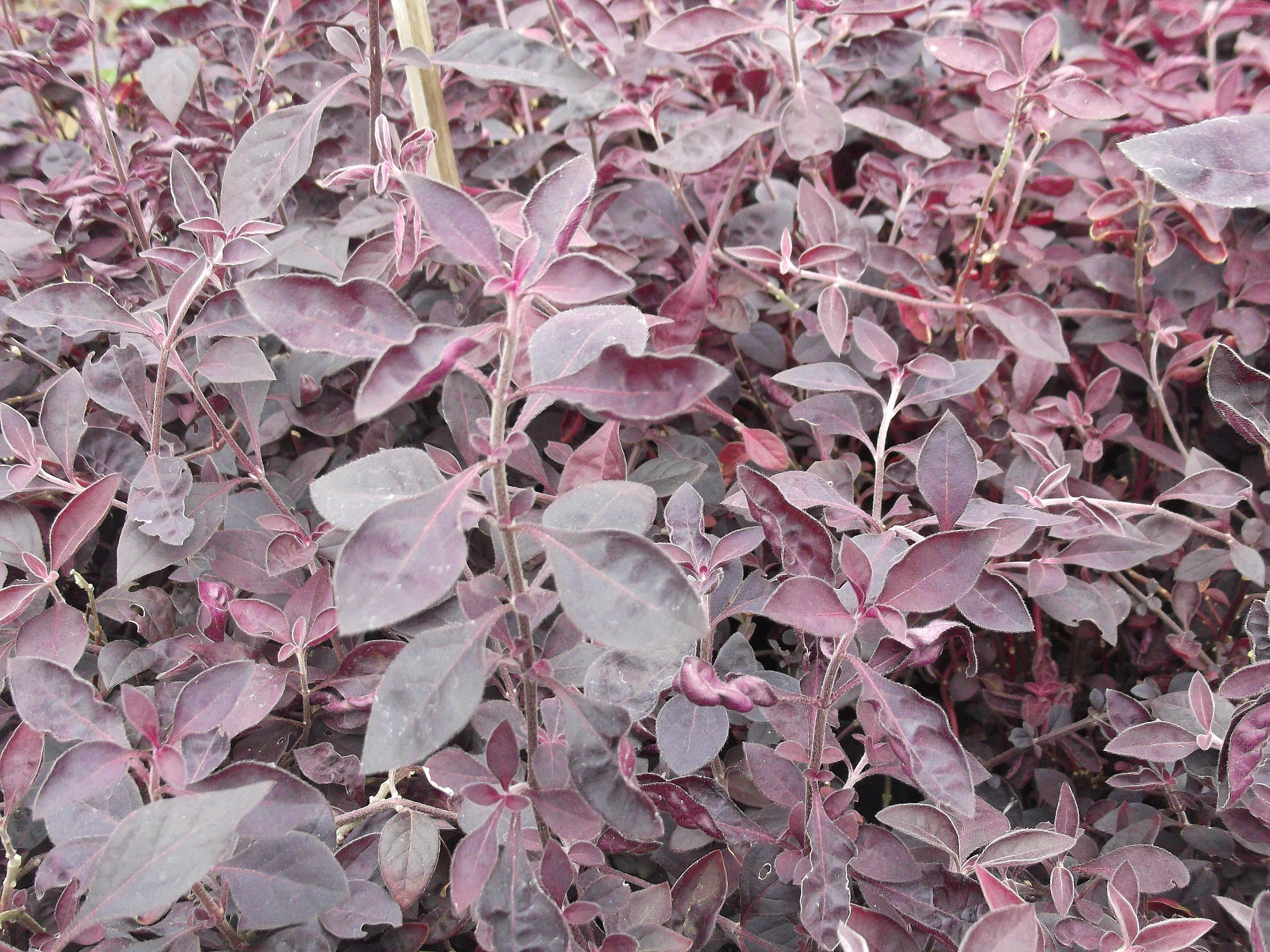 Alternanthera Dentata Um Guia Completo Desta Planta