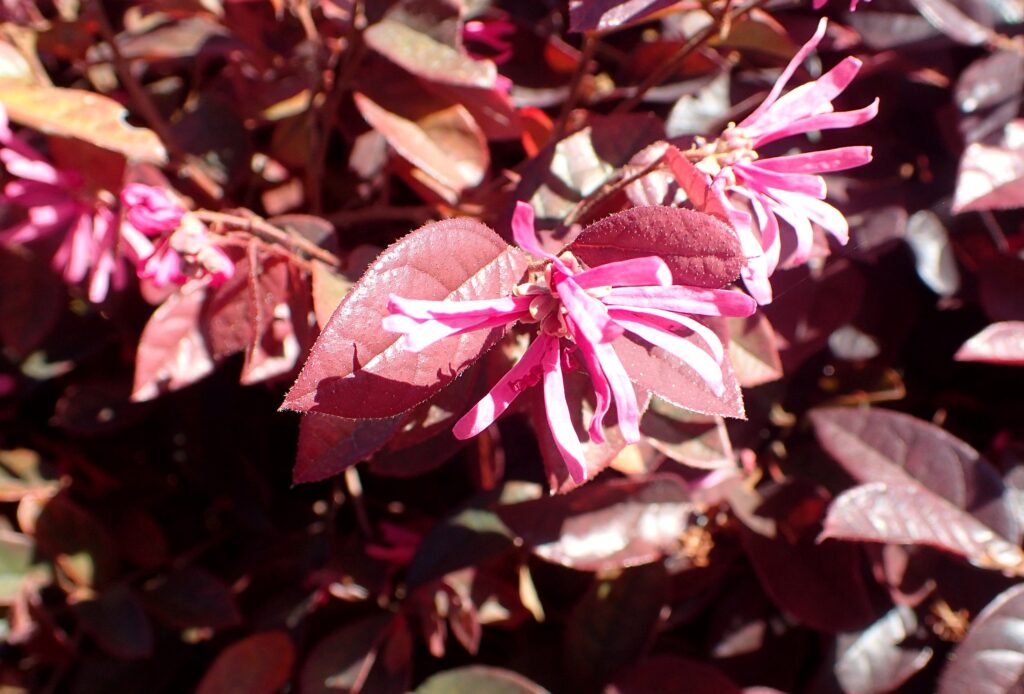 Loropetalum Chinense Um Guia Desta Planta