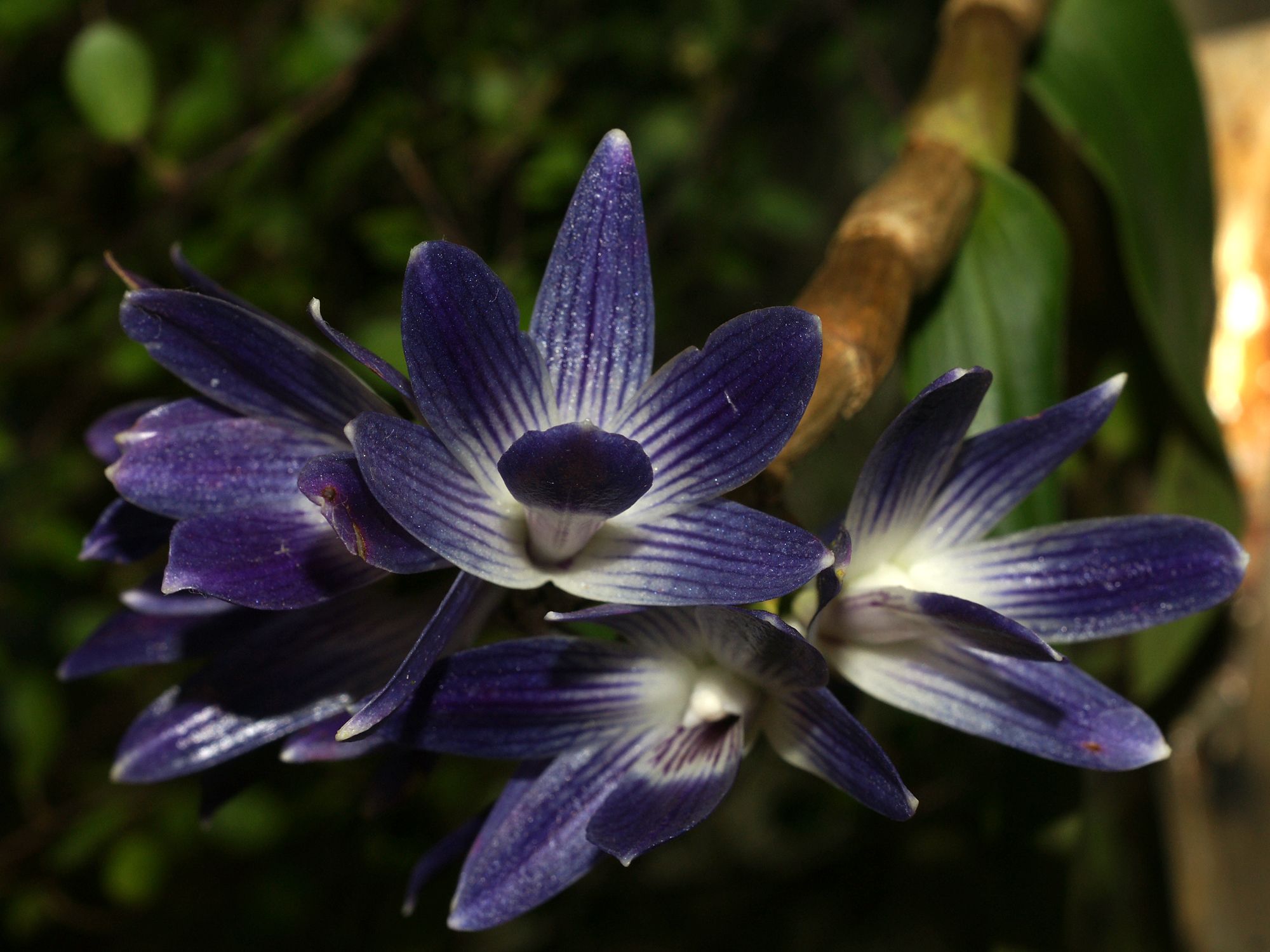 Dendrobium Victoriae Reginae Um Guia Desta Planta